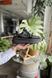Кросівки Adidas Yeezy V2, Black Reflective Laces 2 3041 фото 7